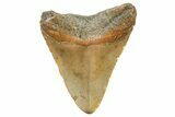 Juvenile Megalodon Tooth - North Carolina #359045-1